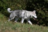 SIBERIAN HUSKY 505